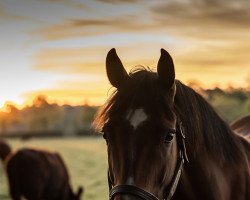 broodmare Valdaya xx (Thoroughbred, 2013, from Acclamation xx)