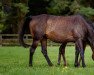 broodmare Tarana xx (Thoroughbred, 2010, from Cape Cross xx)