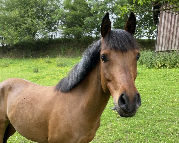 dressage horse Amadeus (Austrian Reitpony, 2011)