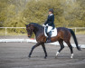 dressage horse Quarzit B (German Sport Horse, 2015, from Quaterback)