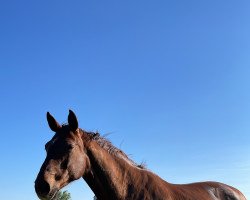 dressage horse Lale Z (Hanoverian, 2007, from Langer Jan)