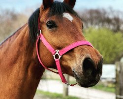 Zuchtstute Clin D'Oeuil (Belgisches Warmblut, 2002, von Orlando van de Heffinck)