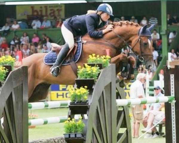 Deckhengst Tycoon K (KWPN (Niederländisches Warmblut), 2000, von Baloubet du Rouet)