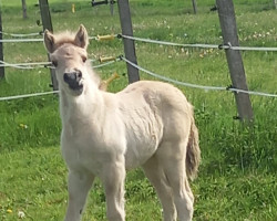 Springpferd Helmi (Fjordpferd, 2023, von Caron vom Eekbarg)