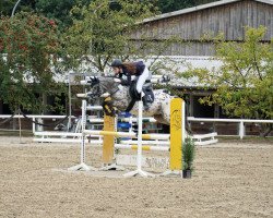 jumper Cola On The Rocks (Pony without race description, 2010, from Tiger)