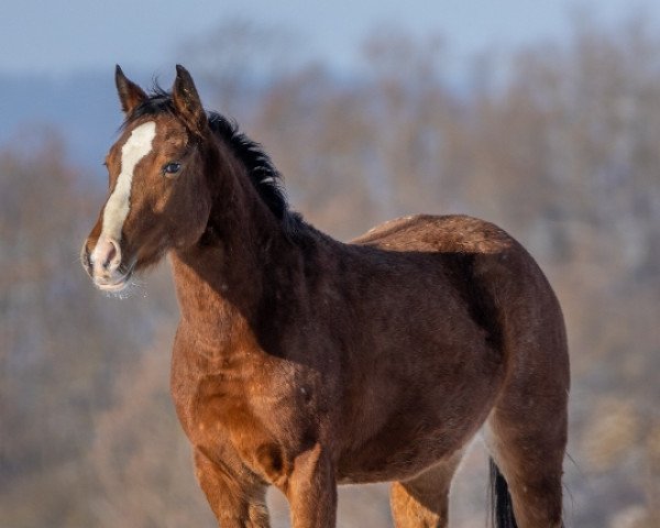 Pferd IHR Dry Gold Nugget (Appaloosa, 2020, von IHR Fire B Golden)