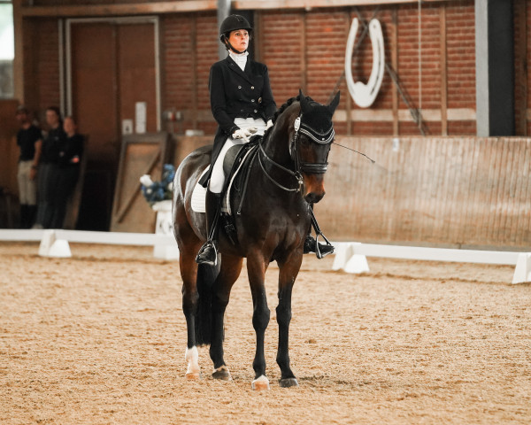 dressage horse Don Thomacello (Oldenburg, 2012, from Don Schufro)
