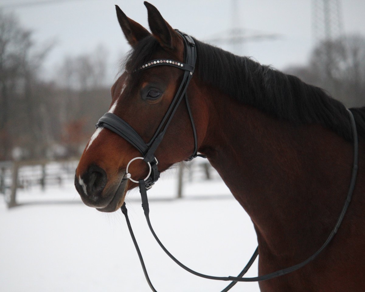 jumper Conens Girl (Westphalian, 2012, from Conen)