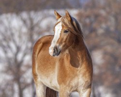 Pferd Seppel (Edelbluthaflinger, 2020)