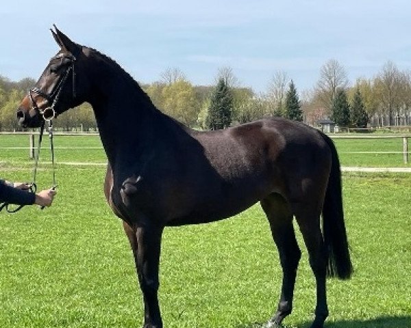 Pferd Phiona (Deutsches Sportpferd, 2019)