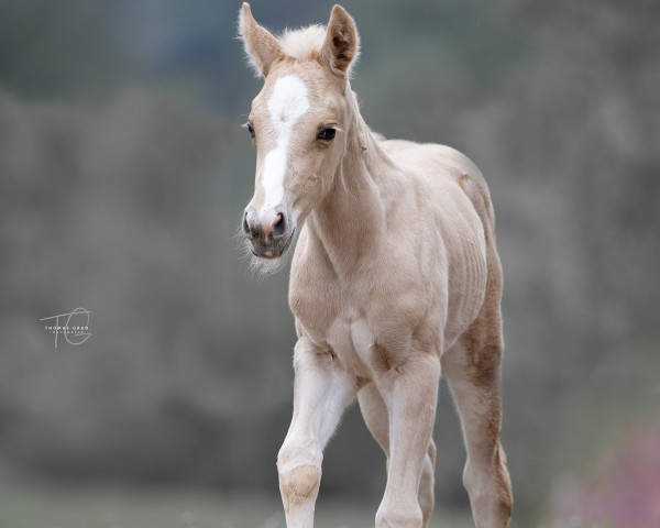 Pferd AM Hollys Lolli (Quarter Horse, 2023)