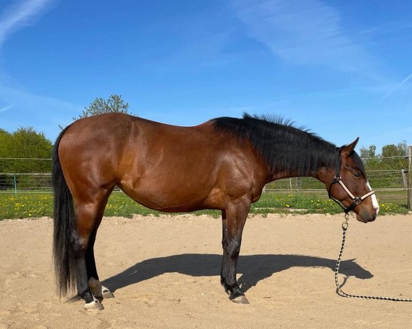 Pferd Walla Magic Surprise (Quarter Horse, 2020)