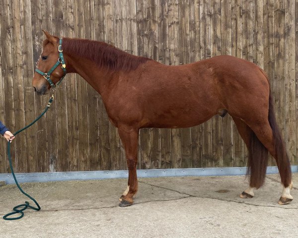 Pferd Smart Bud (Quarter Horse, 2018)