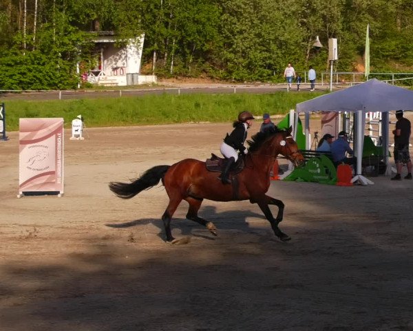 Reitturnier Lgl.-Oberhain, B95 2023
