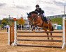 jumper Clint 43 (Oldenburg show jumper, 2014, from Cellestial)