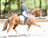 dressage horse Dream Song (Rhinelander, 2007, from Dream On)