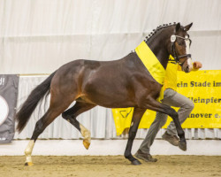 Deckhengst Khan (Deutsches Reitpony, 2020, von Kent Nagano WE)