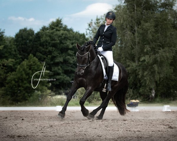 dressage horse Bumblebee 69 (Mérens/Ariégeois, 2012, from Oxygene de Sie)