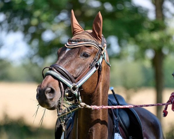 Springpferd Sarybrock (Mecklenburger, 2009, von Saryno)