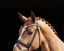 dressage horse Don Dior Ft (Westphalian, 2019, from Don Allegro)