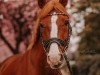 dressage horse Peitz H (German Riding Pony, 2007, from Calenberg's Polydor)