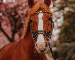 Dressurpferd Peitz H (Deutsches Reitpony, 2007, von Calenberg's Polydor)