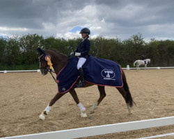 broodmare Steendieks Comtessa (German Riding Pony, 2006, from Auheim's Maximus)