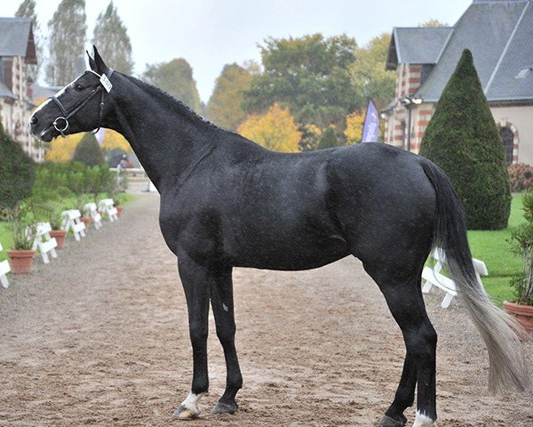 stallion Couleur Latour (Selle Français, 2012, from Diamant de Semilly)