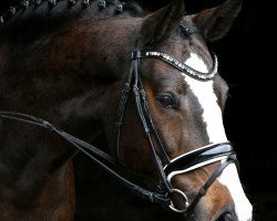 dressage horse Catinka 32 (Rhinelander, 2014, from Catoki Boy)