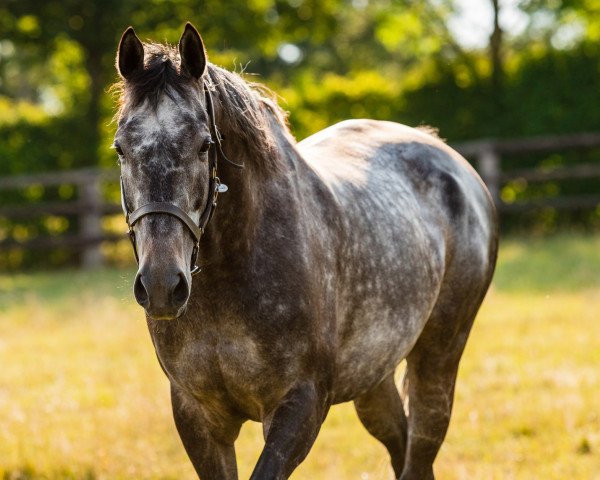 horse Vazirabad xx (Thoroughbred, 2012, from Manduro xx)