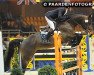 Deckhengst Dalton van het Lindehof (Belgisches Warmblut, 2003, von Bon Ami)