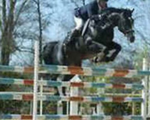 stallion Uzi (Belgian Warmblood, 1997, from Darco)