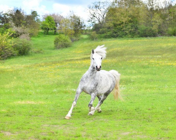 Zuchtstute Godebog Pride (Welsh Mountain Pony (Sek.A), 2016, von Brynrodyn Derwyn)