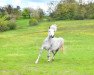 Zuchtstute Godebog Pride (Welsh Mountain Pony (Sek.A), 2016, von Brynrodyn Derwyn)