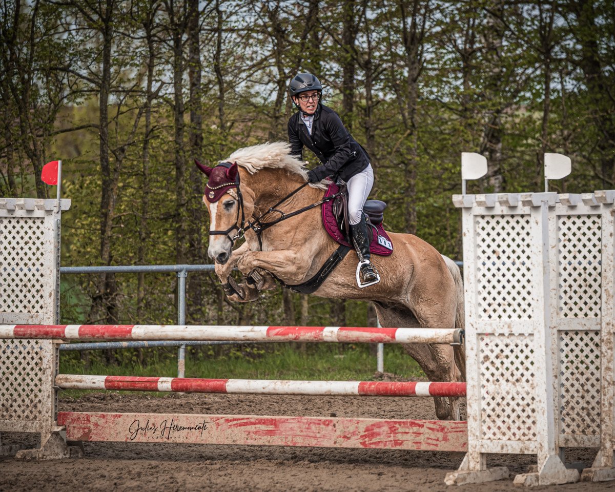 jumper Stefan 27 (Haflinger, 2016, from Stilton)