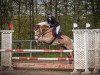 jumper Stefan 27 (Haflinger, 2016, from Stilton)