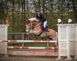 Springpferd Stefan 27 (Haflinger, 2016, von Stilton)