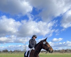 dressage horse Dickens 18 (Westphalian, 2011, from Desir de Liberte)