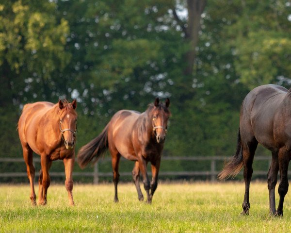 horse Liyann xx (Thoroughbred, 2019, from Le Havre xx)