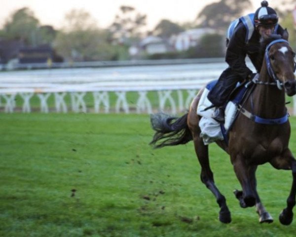 stallion Lidari xx (Thoroughbred, 2009, from Acclamation xx)