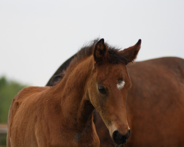 dressage horse Die Drachenkönigin (German Riding Pony, 2023, from D-Gold AT NRW)