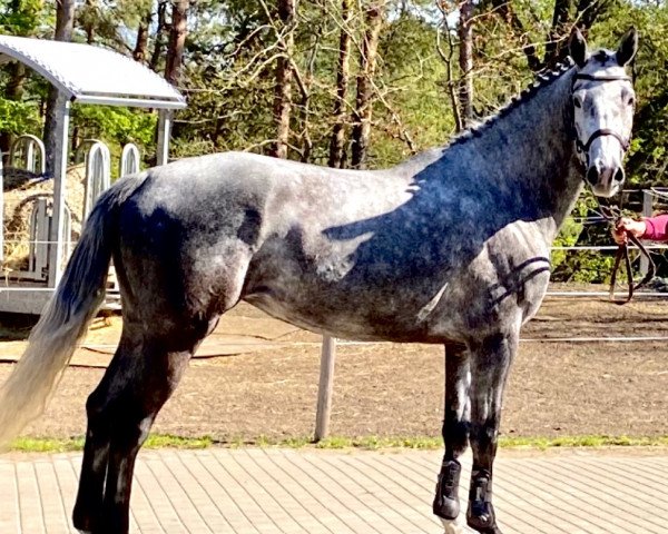 broodmare Donnerlittchen Z (Zangersheide riding horse, 2019, from Dembelé L)