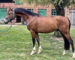 jumper H-S Beaches (German Riding Pony, 2020, from H-S Button)