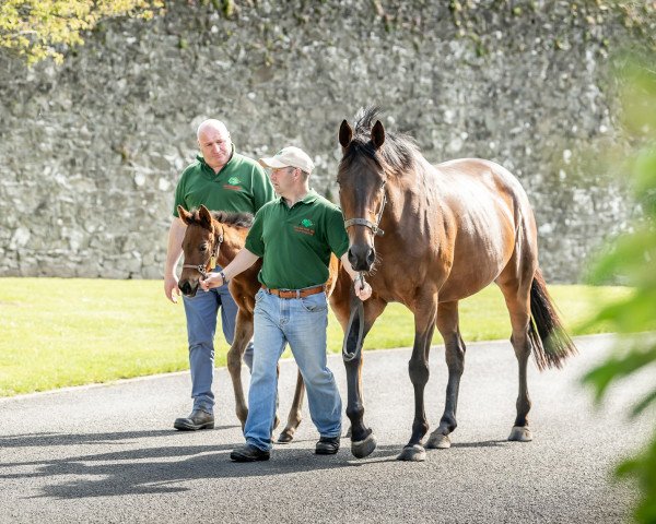 horse Hengst von Siyouni xx (Thoroughbred, 2021, from Siyouni xx)