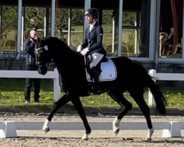 dressage horse Darielle 3 (Hanoverian, 2019, from Don Martillo)