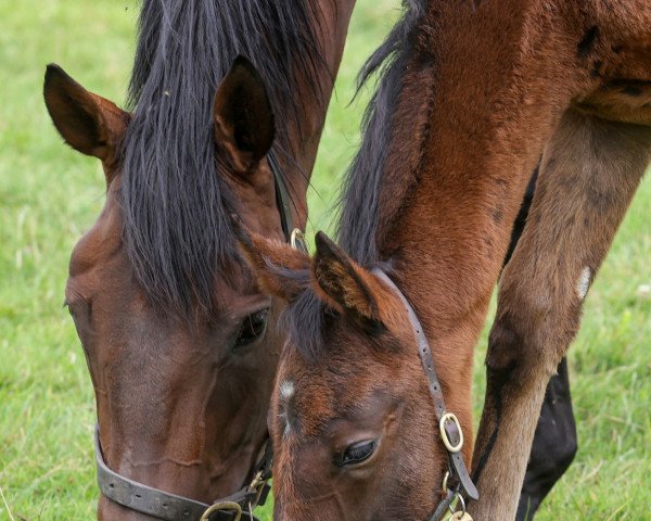 horse Stute von Lope de Vega xx (Thoroughbred, 2022, from Lope De Vega xx)