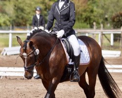 dressage horse Kygo (German Riding Pony, 2009, from Kennedy WE)