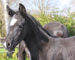 dressage horse Toto Noir (Hanoverian, 2023, from Glock's Toto Jr.)