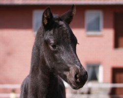 dressage horse Secret Power (Hanoverian, 2023, from Secret)