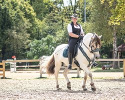 horse Rebell (Fjord Horse, 2015, from Rollo)